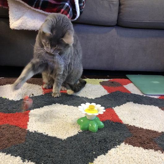 Interactive Cat Toy | Engaging Motion Design Pet Exercise Toy