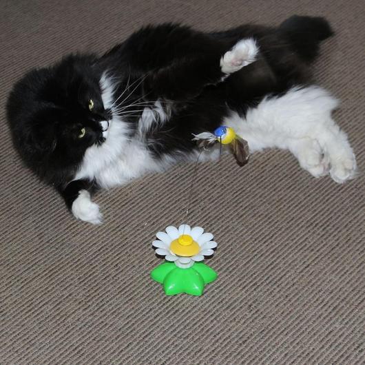 Interactive Cat Toy | Engaging Motion Design Pet Exercise Toy