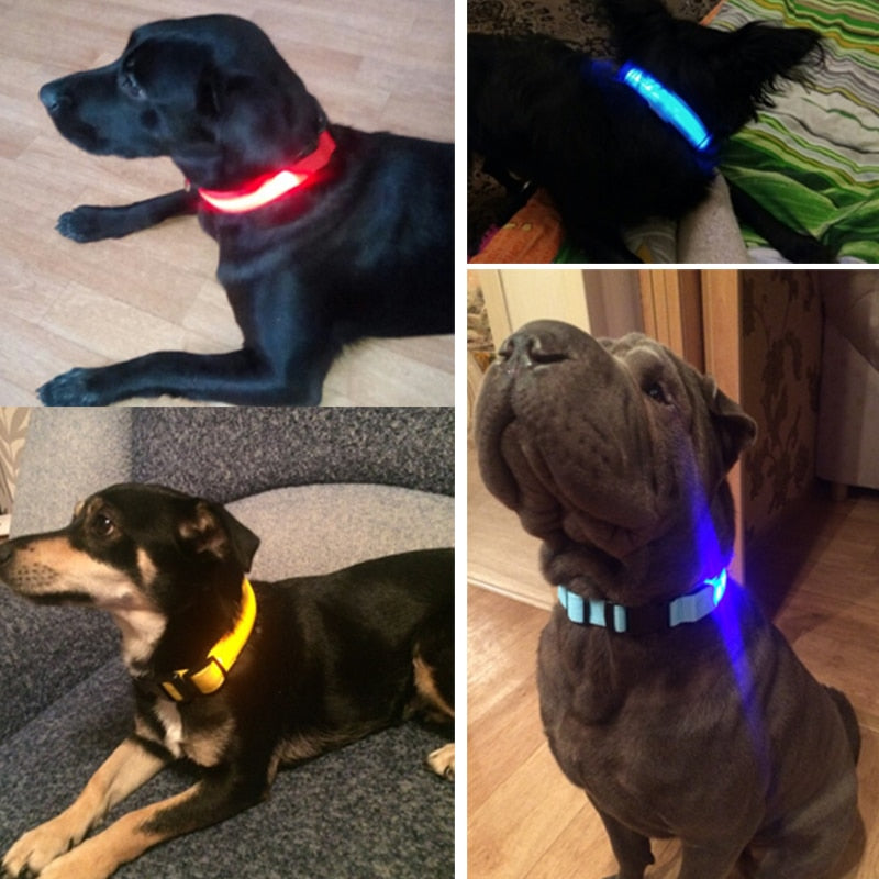 LED Light-Up Dog Collar | Safety Visible for Nighttime Walks