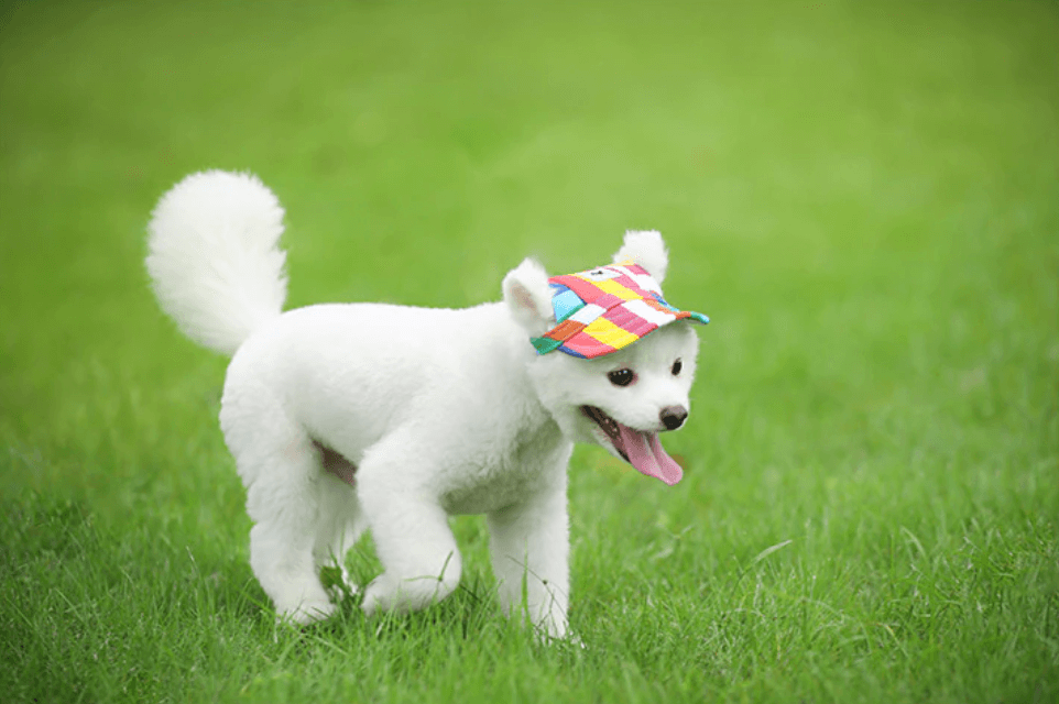 Stylish Pet Caps | Sun Protection for Pets