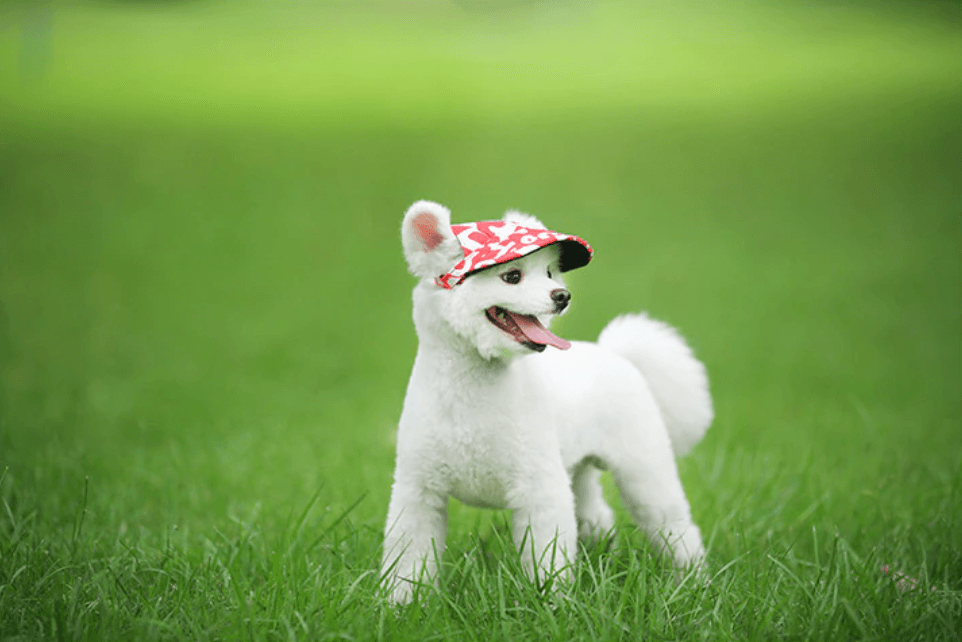 Stylish Pet Caps | Sun Protection for Pets