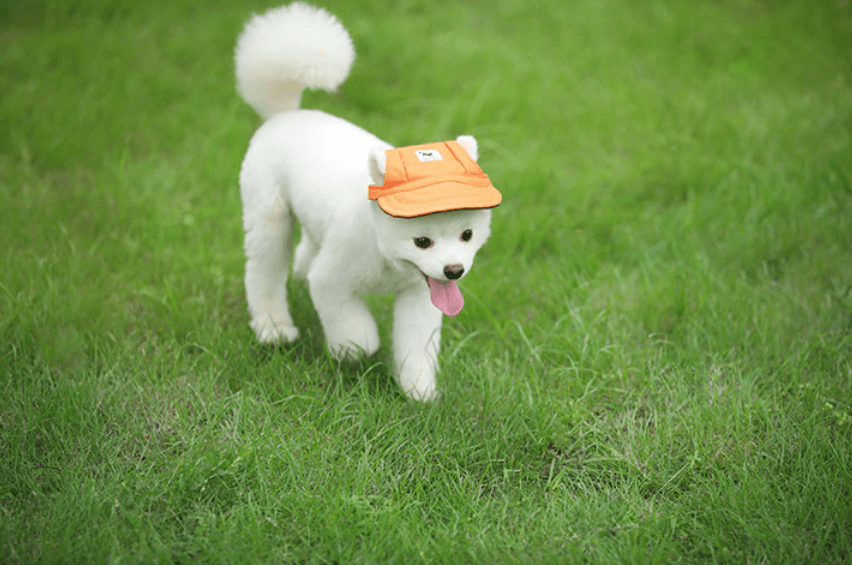 Stylish Pet Caps | Sun Protection for Pets