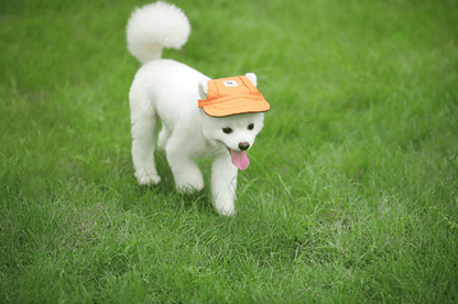 Stylish Pet Caps | Sun Protection for Pets